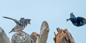 Purple Martin